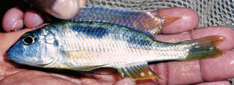 Otopharynx styrax 'Kambiri Point'